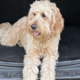 Sadie - Goldendoodle
