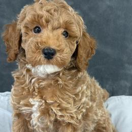 Ryder - Apricot male Poodle puppy in Vilonia, Arkansas from Donna’s Pretty Poodles