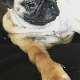 Dachshunds and Pugs from Michael Young's Pugs