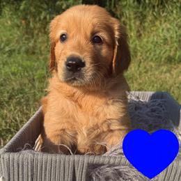 Hancock (Blue) - Dark golden male Golden Retriever puppy in Cadillac, Michigan from K & M Golden Retrievers