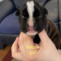 Boxer Puppies from Boxers Von Drachenburg