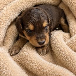 Hoss - Blue merle male Bernedoodle puppy in Holden, Missouri from Mid-West Bernedoodles