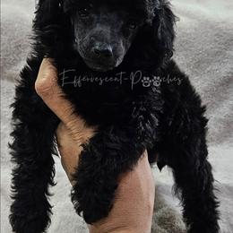 Black Betty - Black female Poodle puppy in Coolidge, Arizona from Effervescent-Pooches