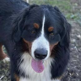 Sarge - Tri-color male Bernese Mountain Dog puppy in Earlham, Iowa from Summer's Berners