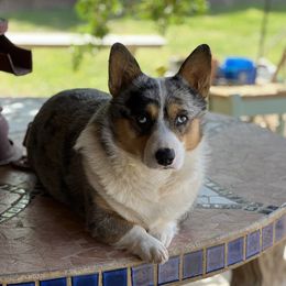 Cowboy - Pembroke Welsh Corgi