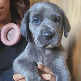 RingPop - Blue female Great Dane puppy in Street, Maryland from Grant’s Gorgeous Greats