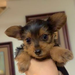 Ruby - Black and tan female Yorkshire Terrier puppy in Fontana, California from Yorkie