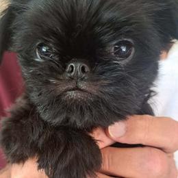 Brussels Griffon Puppies from Brussels and Broodle's and Shiffon's Oh My