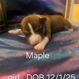 Maple - Red and white female Basenji puppy in New Providence, Pennsylvania from Buck Iron Stables Kennel