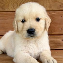 Captain - Light golden male Golden Retriever puppy in Doniphan, Missouri from Stockford’s Golden Retrievers