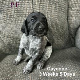 Cayenne - Black and white female German Shorthaired Pointer puppy in Columbus, Nebraska from Prancy Pawz