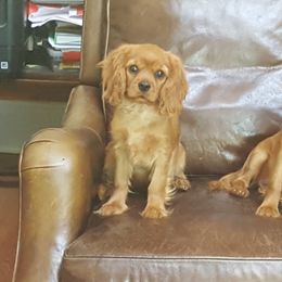 Cavalier King Charles Spaniel Puppies from Tanglewood Cavaliers