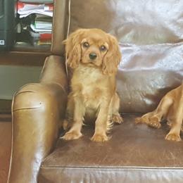 Cavalier King Charles Spaniel Puppies from Tanglewood Cavaliers