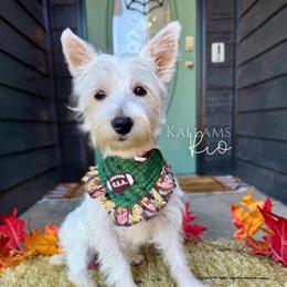 Rio - White female West Highland White Terrier puppy in Owasso, Oklahoma from Kallams Bernedoodles & Bernese Mountain Dogs