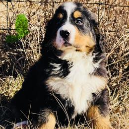 Bernese Mountain Dog puppies from Iron Heart Berners