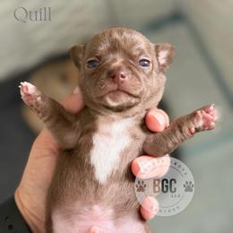 Quill - Chocolate and white male Chihuahua puppy in Forsyth, Georgia from Brooks Grove Canines LLC