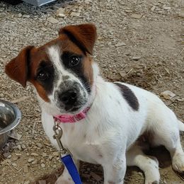 Freckles - Russell Terrier
