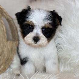 Cam 2,550 - Parti male Yorkshire Terrier puppy in Hardin, Texas from Katrinas puppies