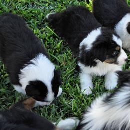 Australian Shepherd Puppies from Dovehawk Australian Shepherds