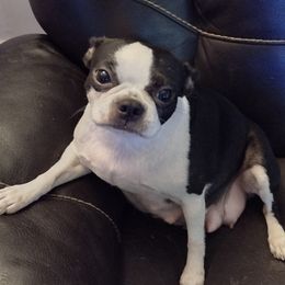 Tinker - Boston Terrier