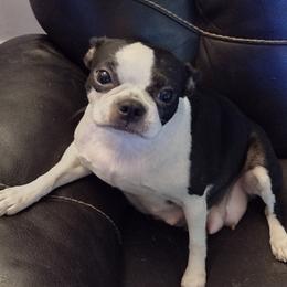 Tinker - Boston Terrier