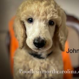 Johnny - Cream male Poodle puppy in Greenville, North Carolina from Grace Poodles