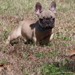 Elvis - Fawn male French Bulldog puppy in Winnsboro, Texas from JP Ranch Bulldogs