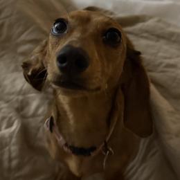 Dachshunds from Sagebrush Doxies