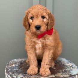 Red collar WOODY - Apricot male Goldendoodle puppy in Salem, Utah from Aspen Doodles Utah