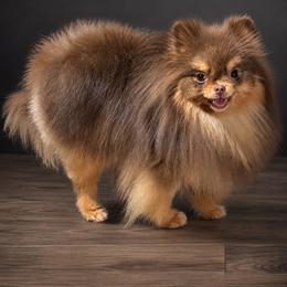 Pomeranian puppies from Peachy Pomeranians