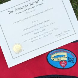 Golden Retriever Puppies from Mountain Sky Goldens