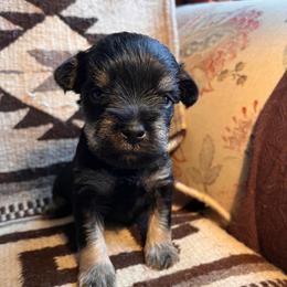 Boy 3 - Black and silver male Miniature Schnauzer puppy in Prescott, Washington from Winona Schnauzers