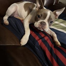 GYPSY (AKC) - Lilac female Boston Terrier puppy in Anderson, South Carolina from Lola’s House of Bostons & Rescue