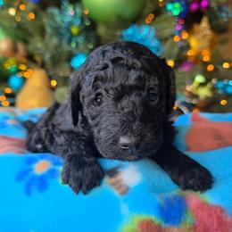 Frozen - Black female Poodle puppy in Blackfoot, Idaho from Draper Mountain Doodles