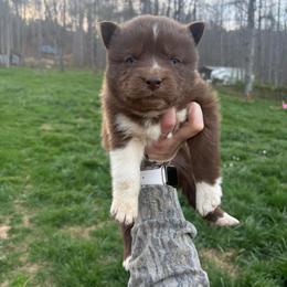 Pink - Red and white female Siberian Husky puppy in Jonesborough, Tennessee from Dry Creek Siberians