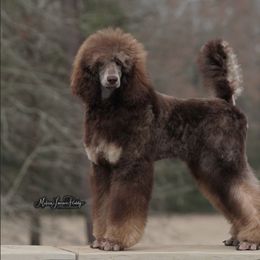 Poodle Puppies from Antigua Standard Poodles