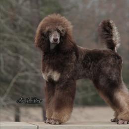 Poodle Puppies from Antigua Standard Poodles