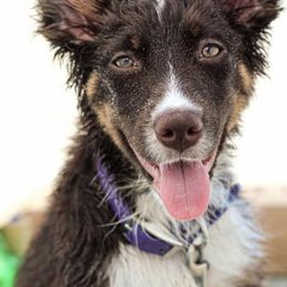 Australian Shepherds from Supernatural Aussies