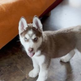 Siberian Husky Puppies from Mahavidya Siberians