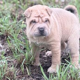 Vhagar - Blue sable female Chinese Shar-Pei puppy in Lehigh Acres, Florida from Florida Wrinkles