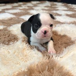 Pearl Girl 4 - Black and white female Boston Terrier puppy in Brookville, Ohio from Best Friend Bostons