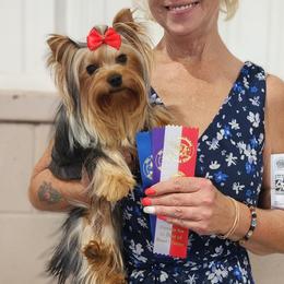 Abby - Yorkshire Terrier