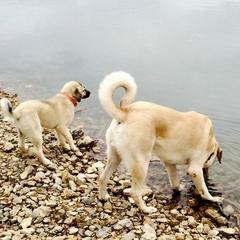 Anatolian Shepherd Dogs from Pea Ridge Anatolians