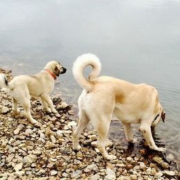 Anatolian Shepherd Dogs from Pea Ridge Anatolians