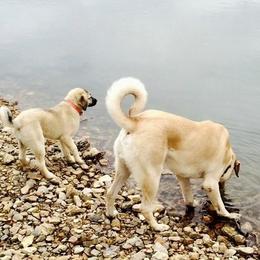 Anatolian Shepherd Dogs from Pea Ridge Anatolians