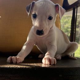 Valentine - White and fawn female Whippet puppy in Oneida, Tennessee from Saving Grace