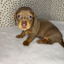 Harper - Chocolate and tan female Dachshund puppy in Mountain Grove, Missouri from Happy Hounds and More🐾