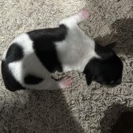 Rat Terrier Puppies from LJ&B