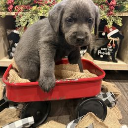 Charcoal Male- Red - Charcoal male Dilute Retriever puppy in Marion, Illinois from Summer Lovin’ Labradors of Southern Illinois