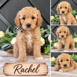 Rachel - Apricot female Goldendoodle puppy in St Anthony, Idaho from Diamond H Puppies